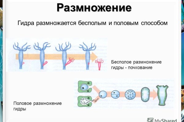 Маркетплейс кракен купить